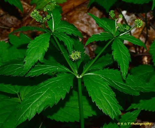 {Sanicula odorata}